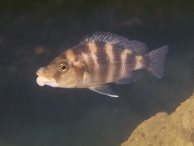 Placidochromis milomo 'Nakantenga Island'